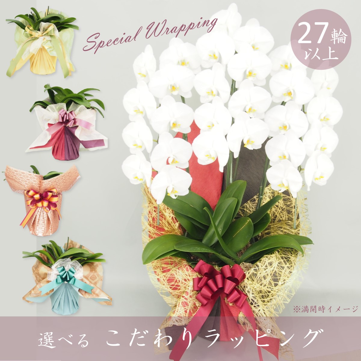 【こだわりラッピング】胡蝶蘭 大輪 白 ３本立て42輪以上 ソゴー ユキディアン