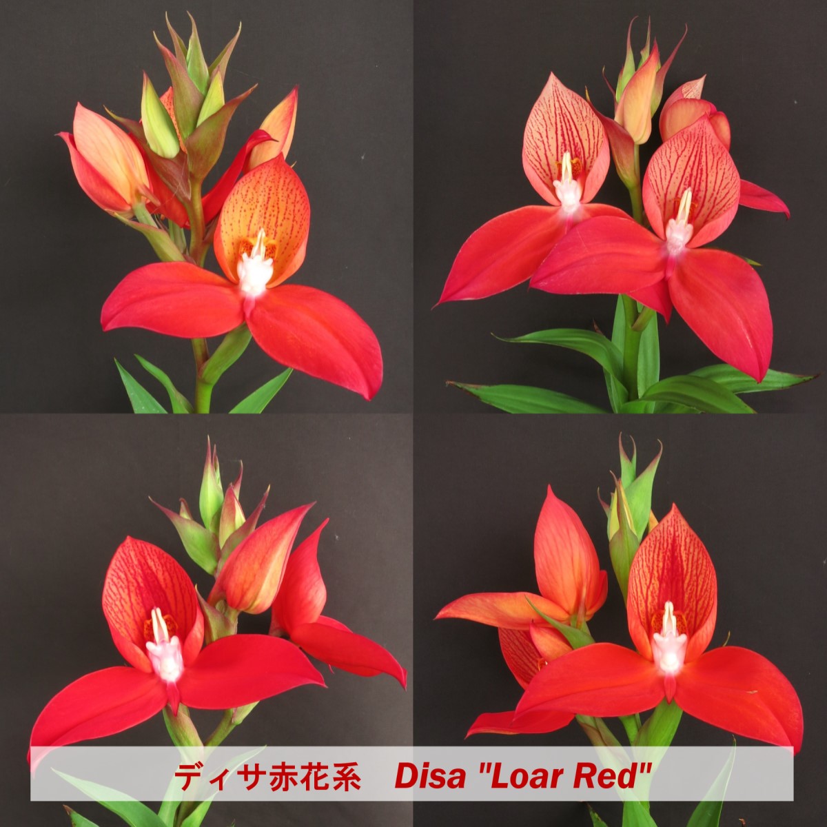 ディサ　赤花系　`ロアーレッド’