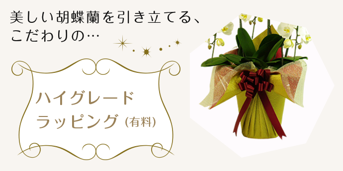 美しい胡蝶蘭を引き立てる、こだわりの…ハイグレードラッピング